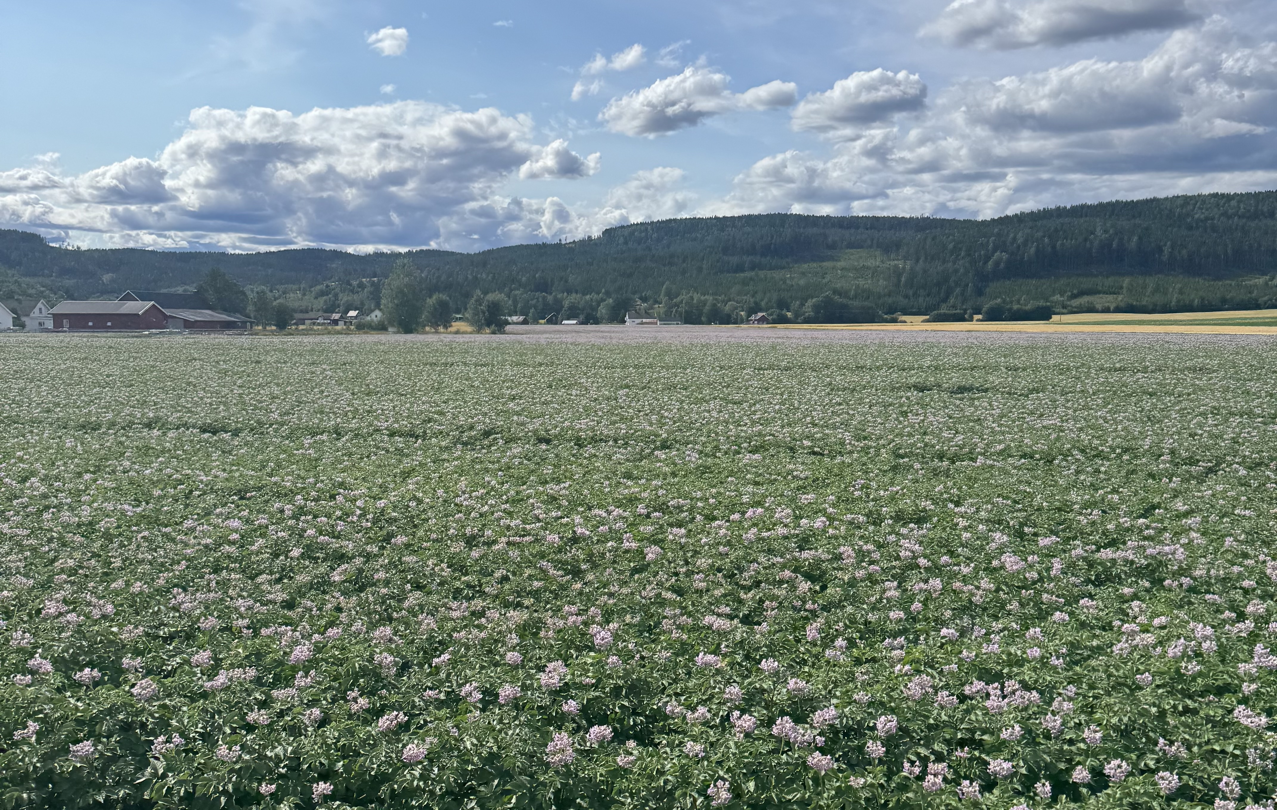 wtorek, 28 lipca 2026 — Elverum → Granli (2/10)